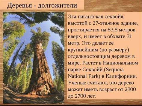 Голосеменные растения - презентация онлайн