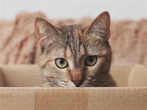 Quanto tempo dura o cio de gata?