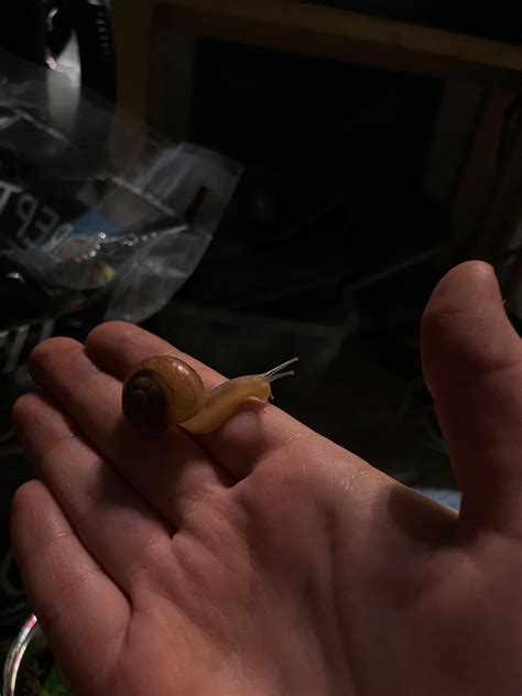 New snail father : r/snails