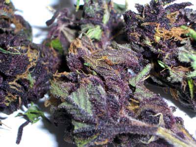 Purple Haze Marijuana