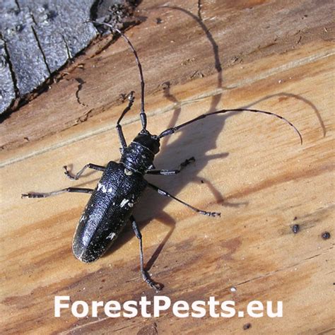 Atlas škodcov lesa