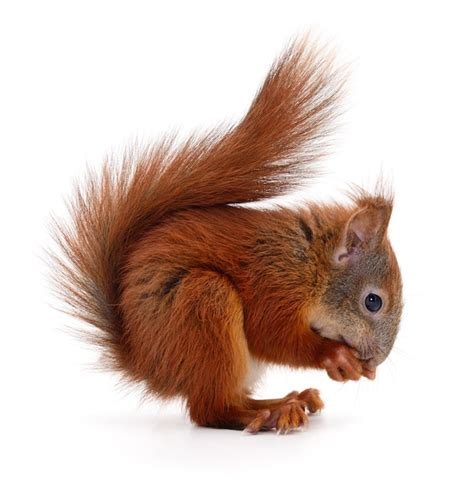 Ardilla roja euroasiática | Foto Premium