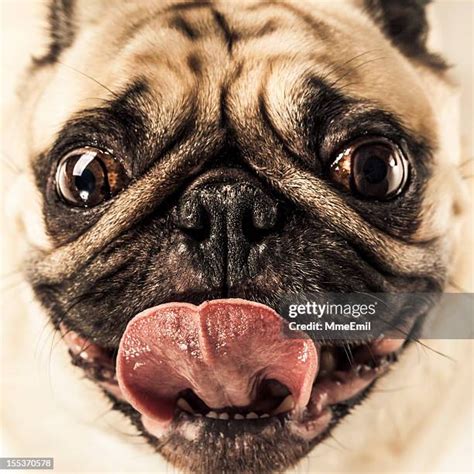 541 Funny Looking Pugs Stock Photos, High-Res Pictures, and Images ...