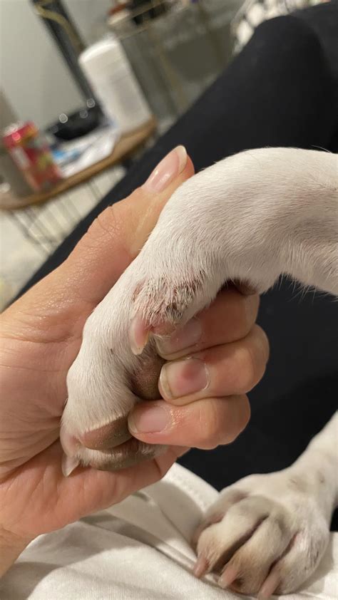 Boots for Dew Claws? : r/BackpackingDogs