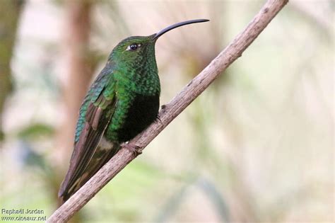 Trochilidae - Oiseaux.net - aves