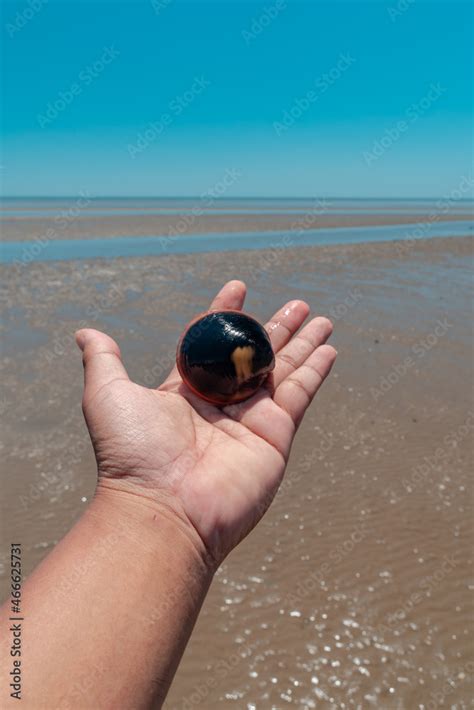 large sea shells  commonly    shoreline  east kalimantan