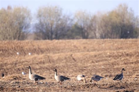 Premium Photo | Mallard duck in the wild, migratory bird, seasonal ...