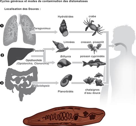 distomatoses medicine key
