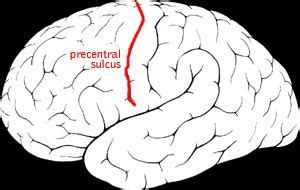 Precentral sulcus - Alchetron, The Free Social Encyclopedia