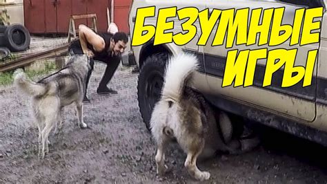 ИГРЫ ДЛЯ СОБАК | Овчарка против хаски 😈👍 - YouTube