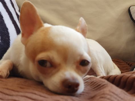 Dog Chihuahua - Free photo on Pixabay - Pixabay