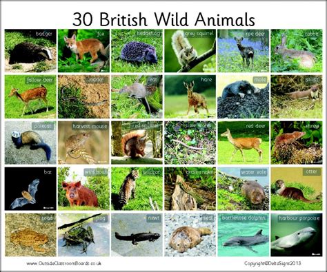 30 British Wild Animals - Photographic – 3110 | Teaching Resources ...