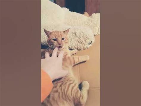 котик слайм - YouTube