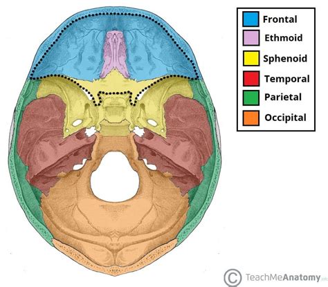 anterior cranial fossa boundaries contents teachmeanatomy