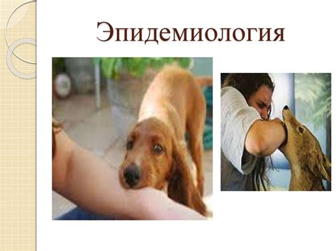 Бешенство. Возбудитель бешенства - презентация онлайн