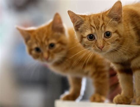 Roundworms in Cats