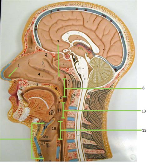 respiratory structures cephalic region diagram quizlet