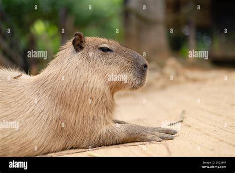 Capybara at Southeast Botanical Gardens, Okinawa, Japan Stock Photo - Alamy