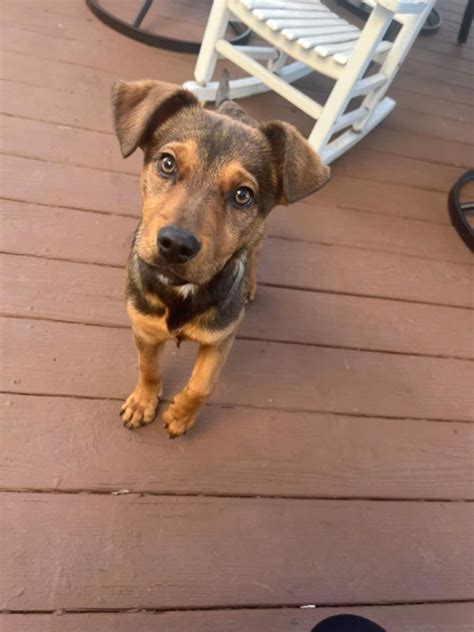 Dog for Adoption - Them Labs ~ Trina, a Labrador Retriever in Newark ...