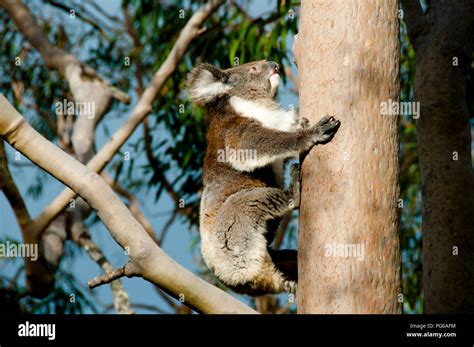 Koala on Eucalyptus Tree - Australia Stock Photo - Alamy