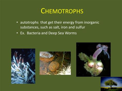 ecology  powerpoint  id