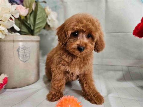 Poodle Puppies For Sale In Missouri