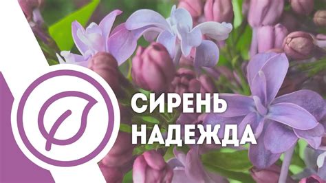 Сирень "Надежда". Махровая, голубоватая. Лучшие сорта сирени - YouTube