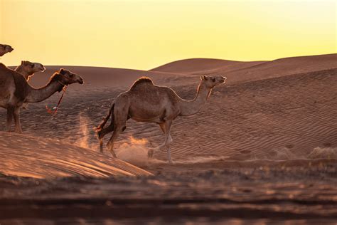 Sahara Desert Adventure Guide | OverJoy Morocco Travel Blog