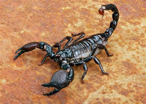types  scorpions sting size