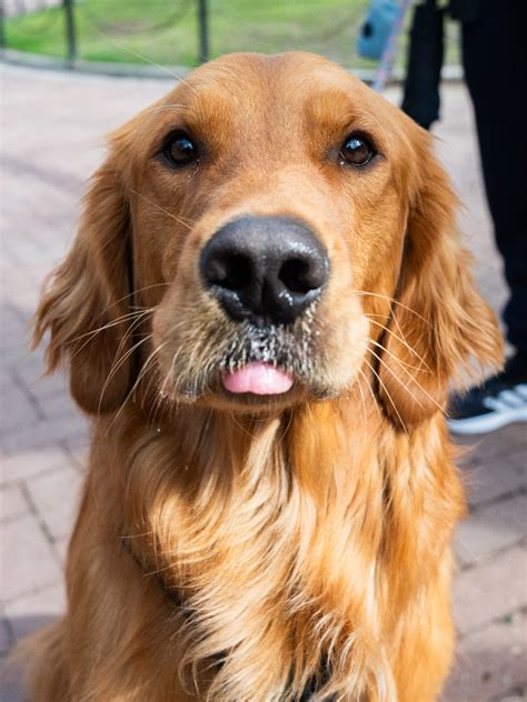 irish setter mixed  golden retriever