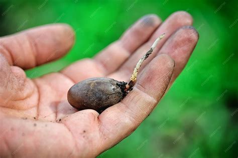 plan rapproche de la pousse de gland de chene dans la main du jardinier