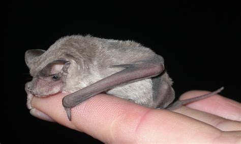 eastern freetail bat   bats