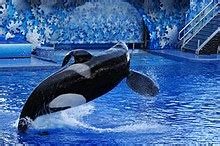 Tilikum (orca) - Wikipedia