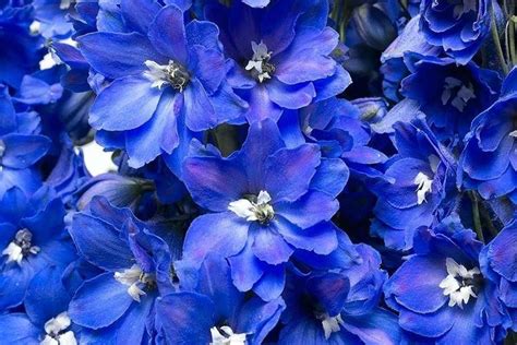 Дельфиниум (70 фото): сорта, правильный уход и выращивание