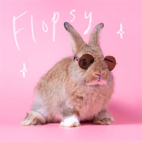 130+ Cute Bunny Names That Are Ear-resistible — Best Rabbit Names