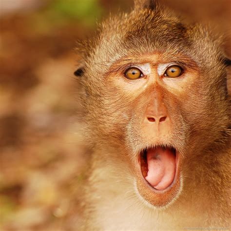 Monkey Face Meme Template
