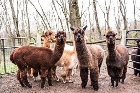 Alpaca Petting Farm Near Me | Pets Animals US