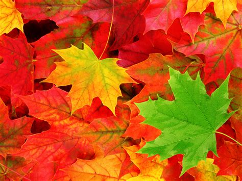 fall leaves   autumn wallpaper background  wallpaper high