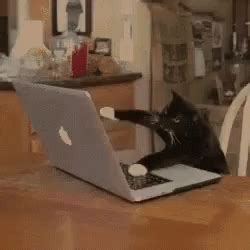 aqui anotando tudo gatinho gif cat writing typing discover
