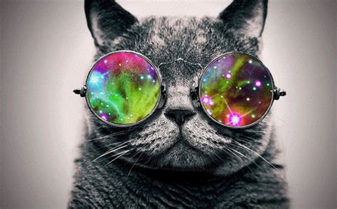 cat with glasses black and white gif | WiffleGif