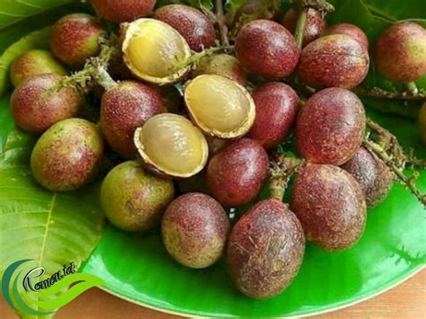 mengenal buah matoa kelengkeng papua  kaya manfaat media hobi