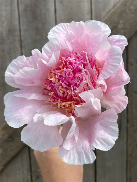 Peonies: How to Grow, Profit, and More — Lynsey Taulbee