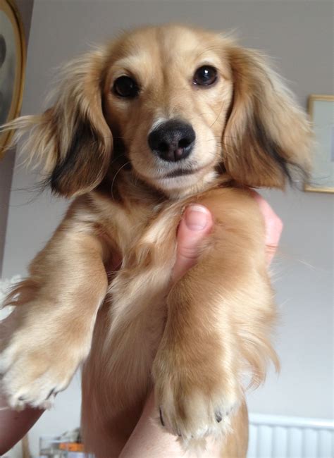 Long Haired Dachshund Papillon Mix Stewie the Chihuahua Mix | Dogs ...