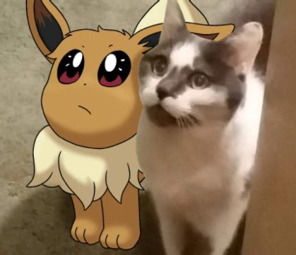 eevee  cat reevee