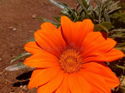 orange color  nature stock photo image  nature