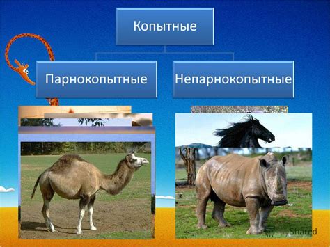 Презентация на тему: "Отряды Парнокопытные и Непарнокопытные. 9 ноября ...