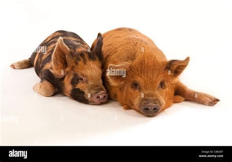 Two Kune Kune piglets lying on a white background Stock Photo - Alamy