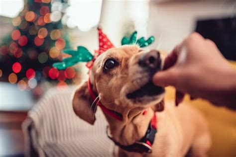 9 Best Pet-Safe Christmas Dog Treats