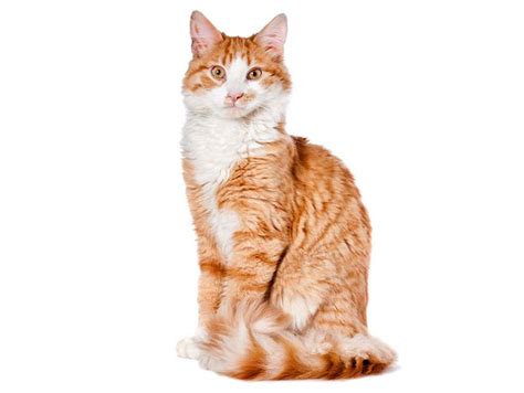 Physical Characteristics of Cats: Learn about their ears, eyes, body ...