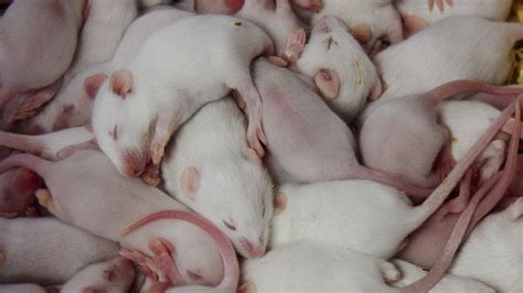 Review: Rat Film - Slant Magazine